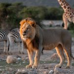 Top 5 des safaris en Afrique à découvrir sur notre blog